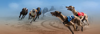 KM Virtual Hound Racing